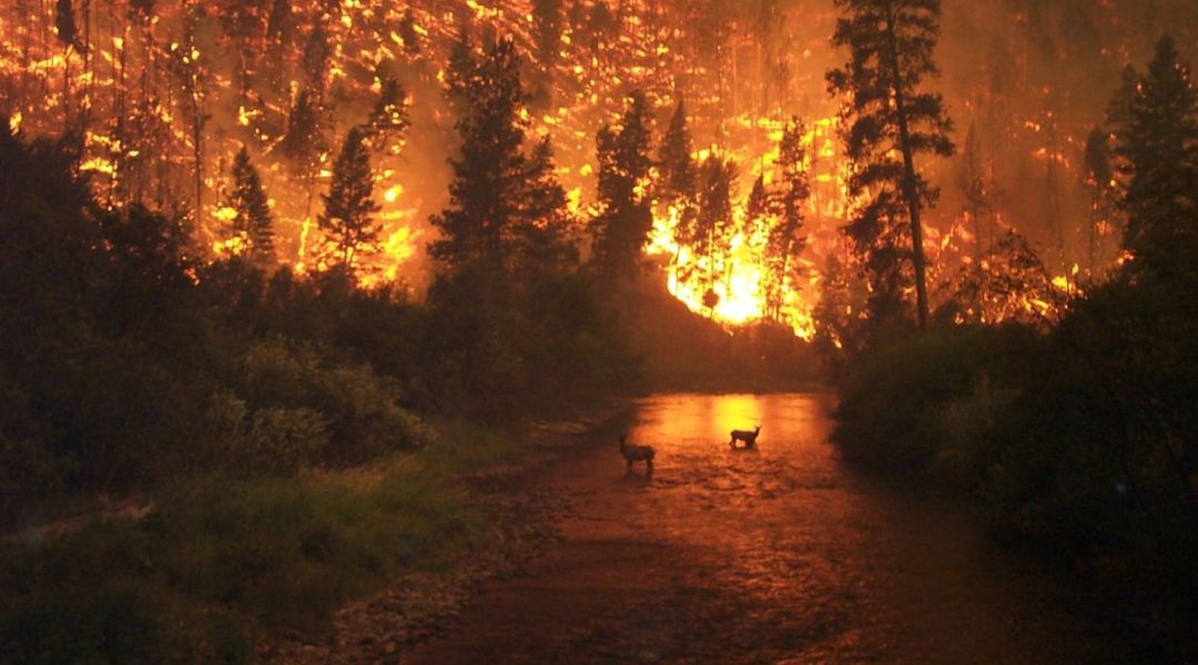 A wildfire burning in California